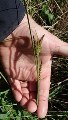 Carex pellita