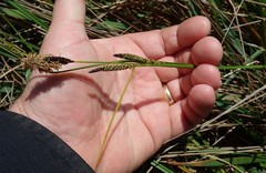 Carex pellita