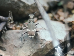 Cicindela sylvicola