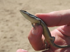 Notomabuya frenata
