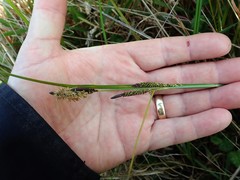Carex pellita