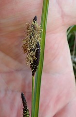 Carex pellita