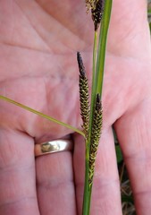Carex pellita