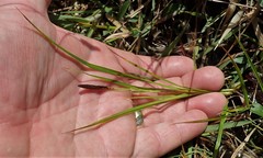 Carex saliniformis
