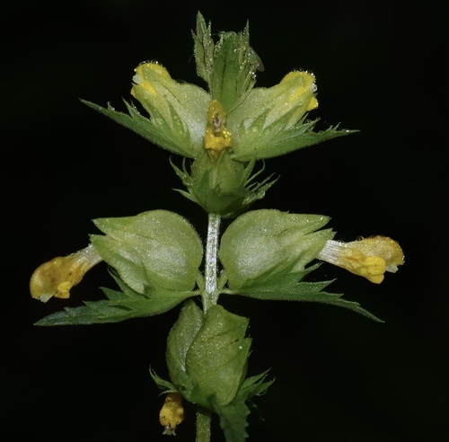 Northern yellow rattle (Rhinanthus groenlandicus)