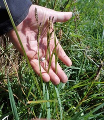 Carex pellita