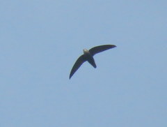Chaetura meridionalis