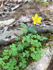 Oxalis colorea
