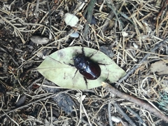 Oryctes nasicornis corniculatus