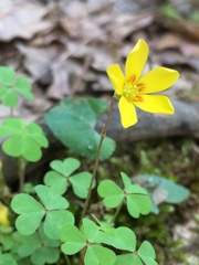Oxalis colorea