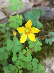 Oxalis colorea