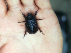 Oryctes nasicornis corniculatus