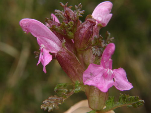 Representative image of Pedicularis sylvatica sylvatica