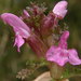 Pedicularis sylvatica sylvatica - Photo (c) copepodo, some rights reserved (CC BY-NC-ND)