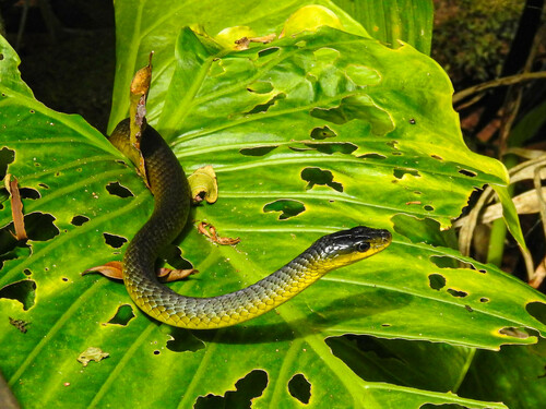 Common Tree Snake sighting