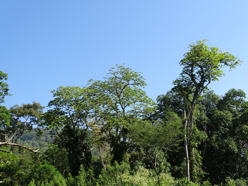 Image of Castilla elastica by (c) Alexis López Hernández, some rights reserved (CC BY)