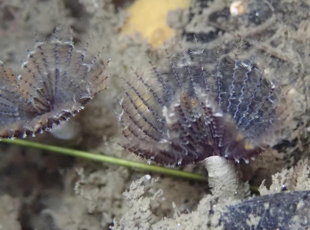 Sabellid polychaete