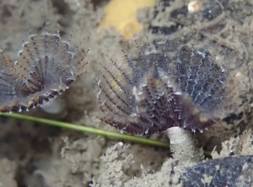 Sabellid polychaete