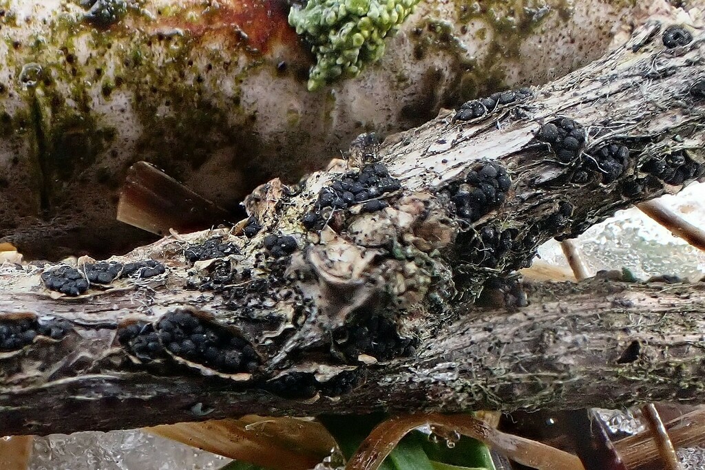 Thyridium