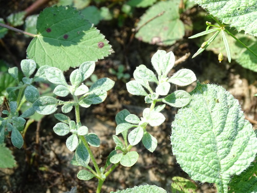Image of Glinus radiatus by (c) Alexis López Hernández, some rights reserved (CC BY)