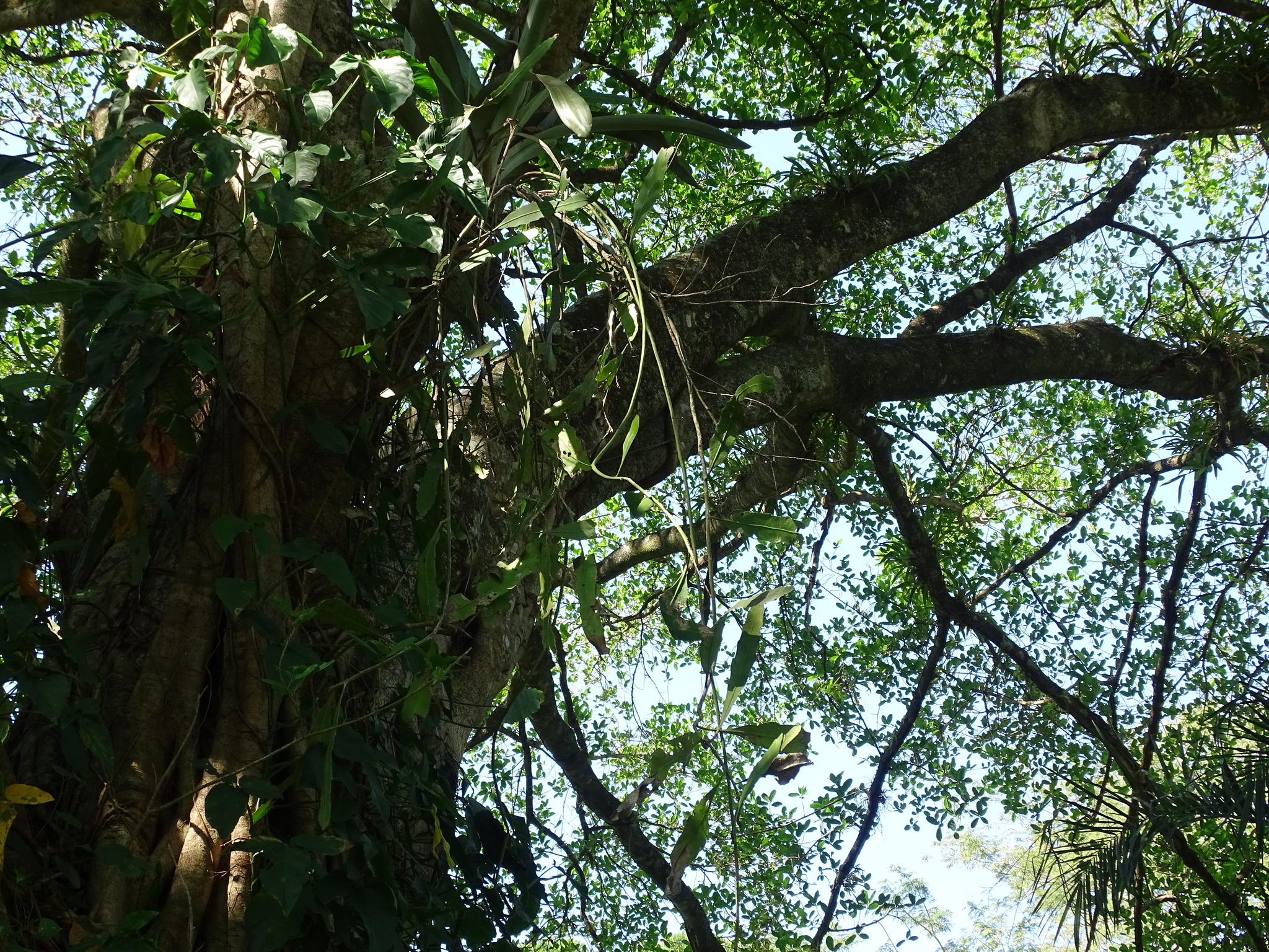 Imagem de Dama-da-Noite ou Cacto-Orquídea