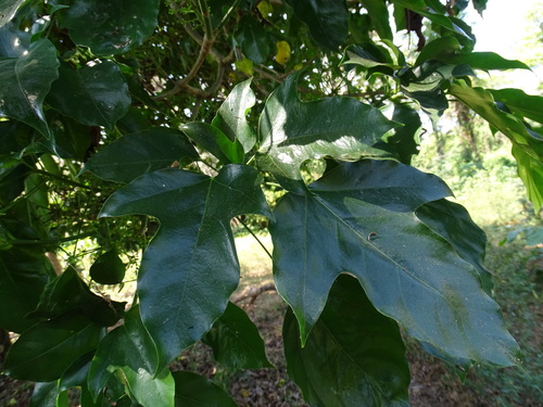 Image of Dendropanax arboreus by (c) Alexis López Hernández, some rights reserved (CC BY)