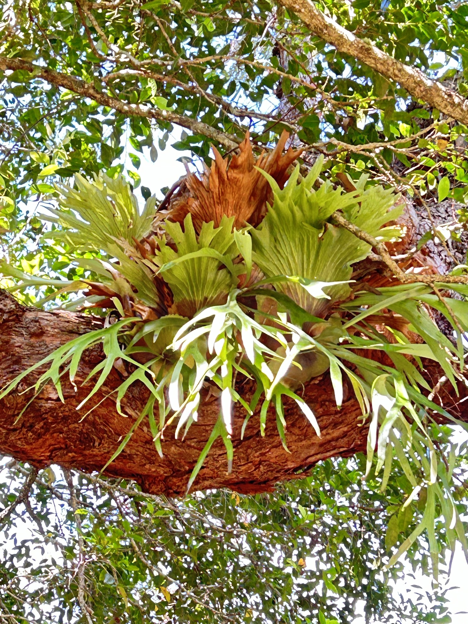 Imagem de Samambaia-de-chifre