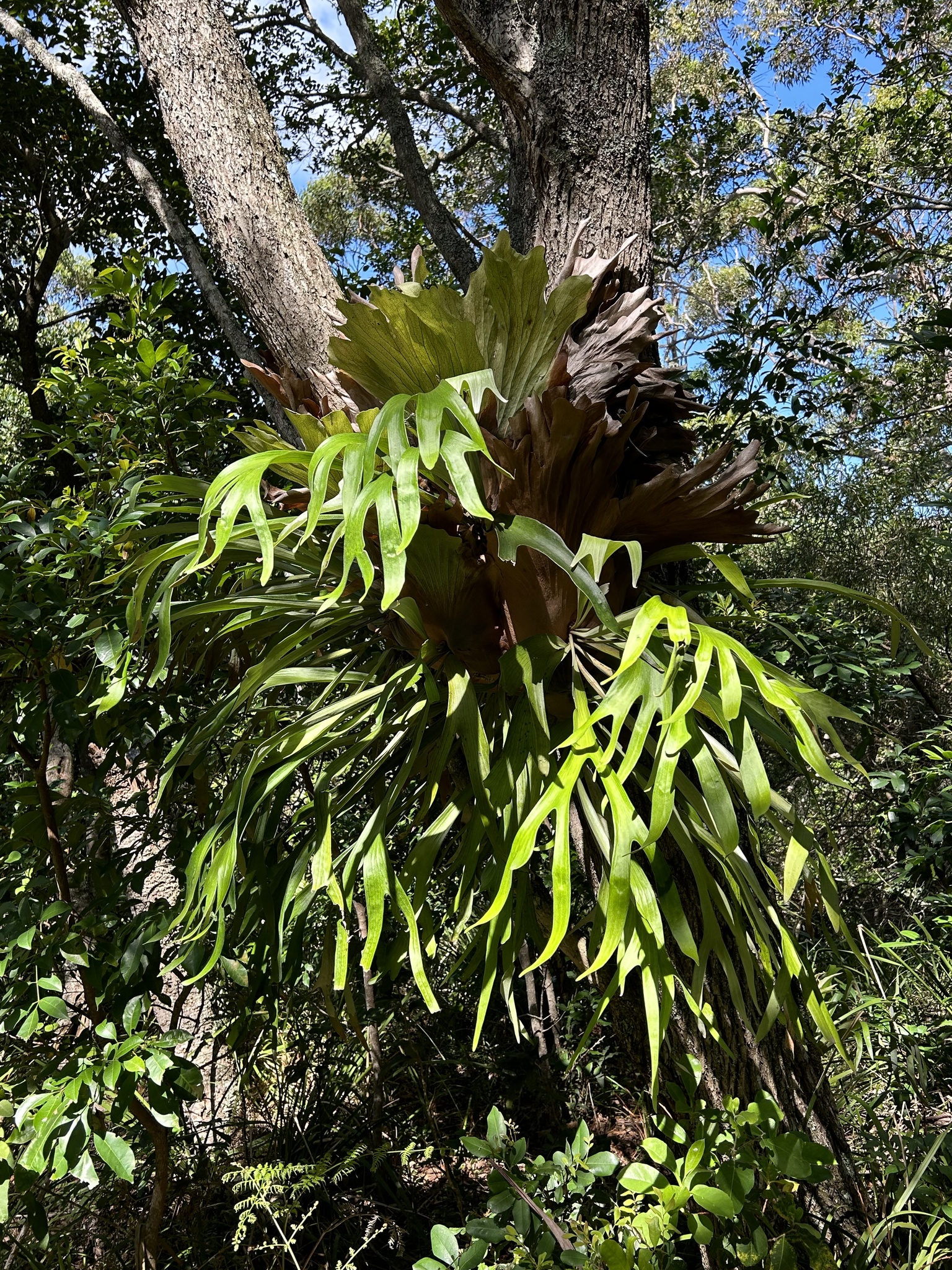 Imagem de Samambaia-de-chifre