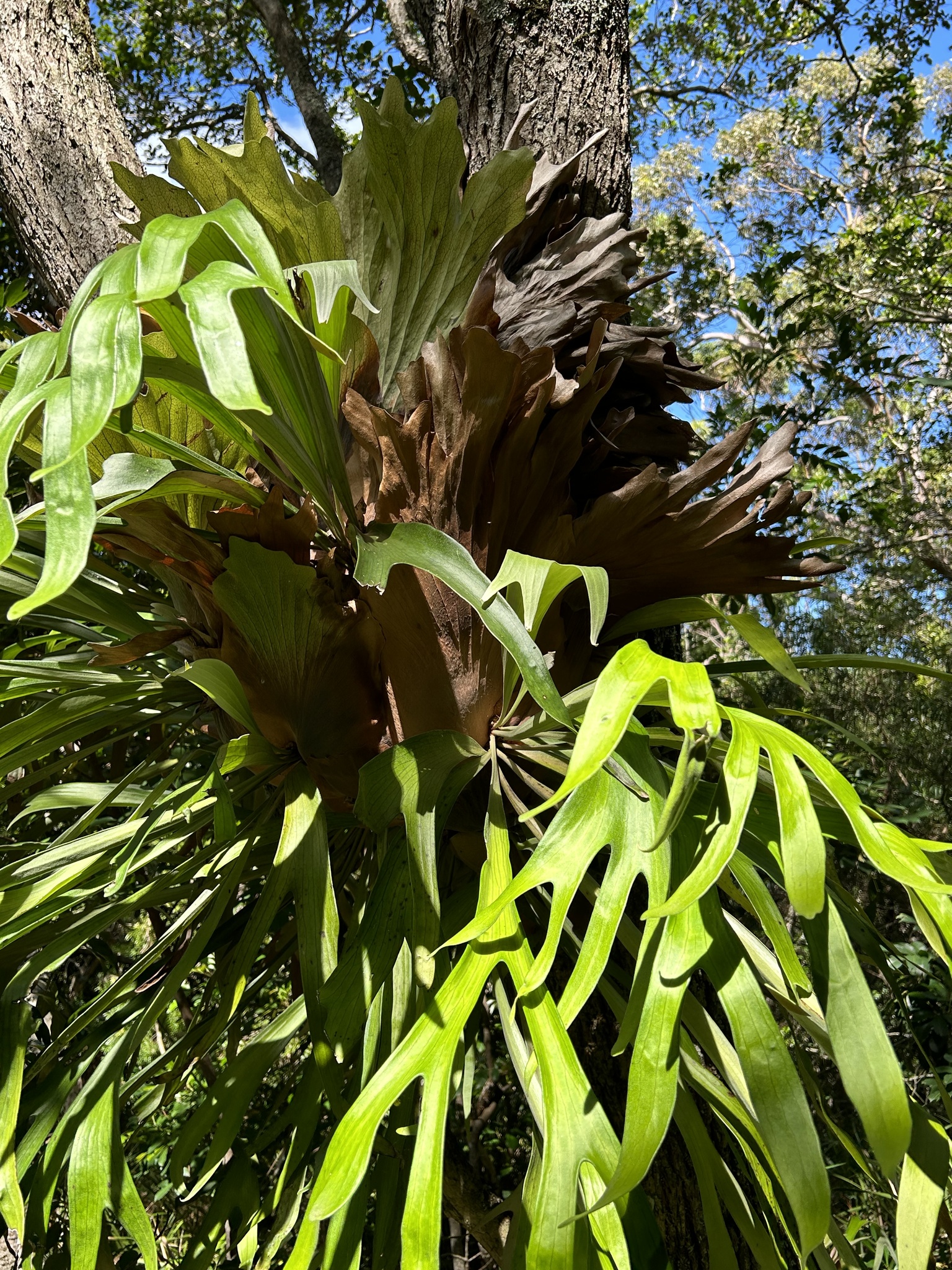 Imagem de Samambaia-de-chifre