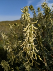 Astragalus oxyphysus