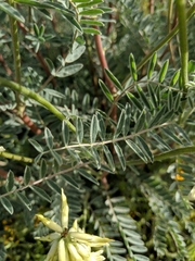 Astragalus oxyphysus