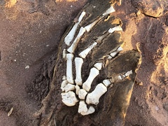 Arctocephalus pusillus pusillus