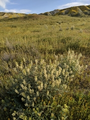 Astragalus oxyphysus