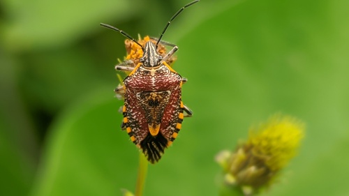 Sunflower Seed Bug