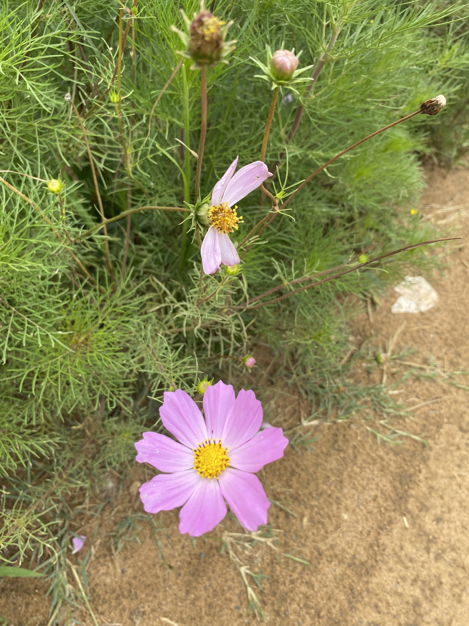 Imagem de Margarida-dos-jardins