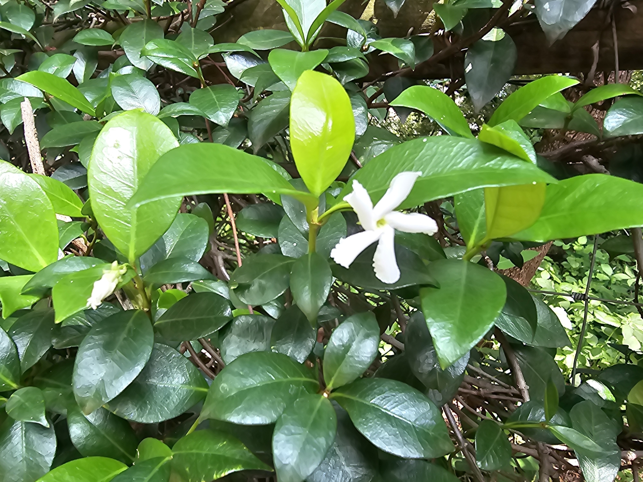 Imagem de Jasmim-estrela