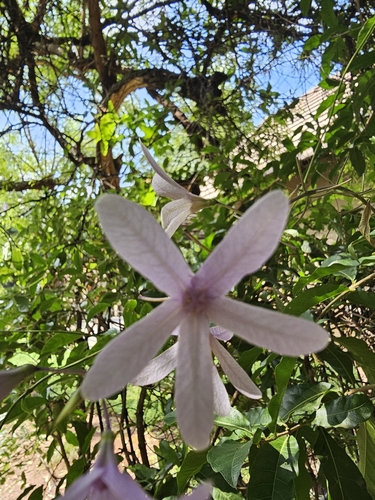 Foto de Primavera