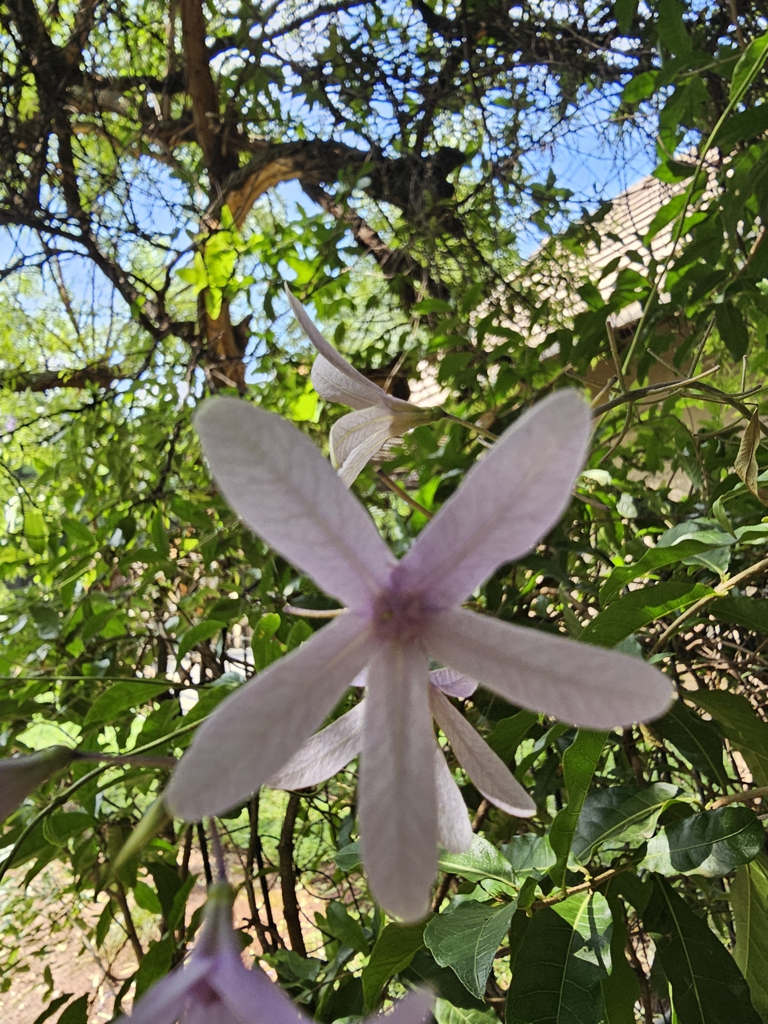 Imagem de Primavera