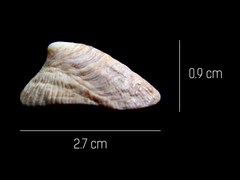 Crucibulum