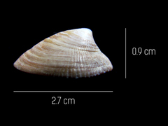 Crucibulum