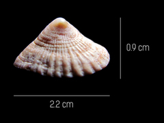 Crucibulum