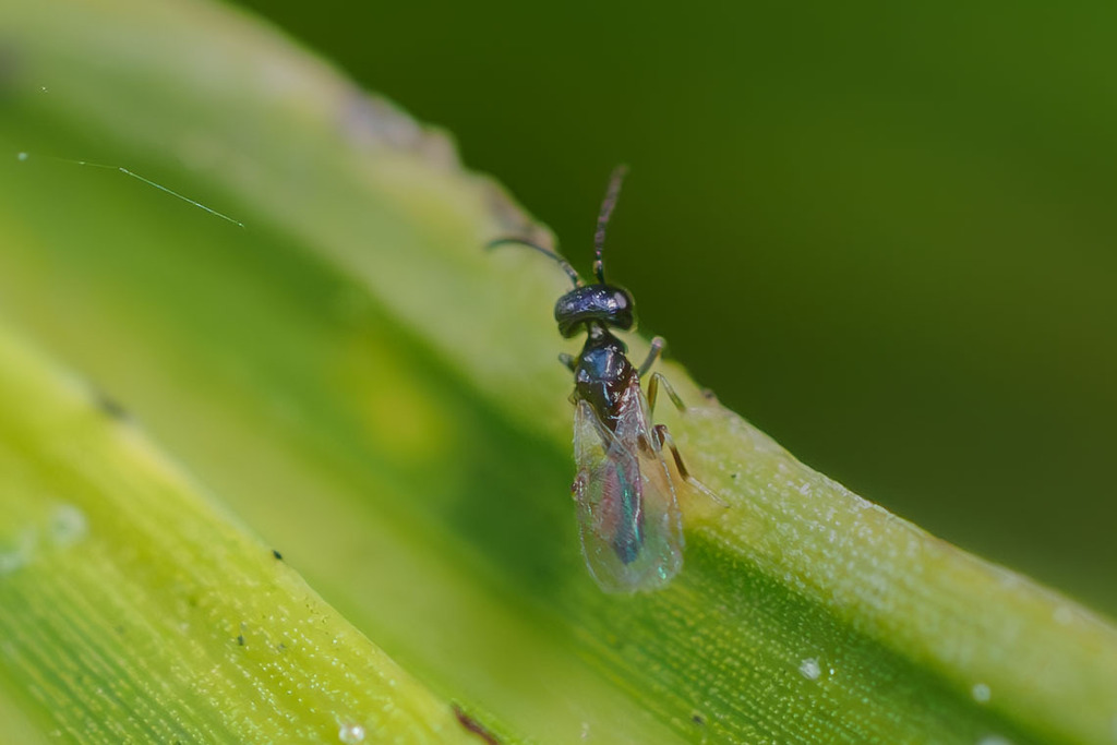 narrow-waisted-wasps-ants-and-bees-from-20007-fl-64-bradenton-fl