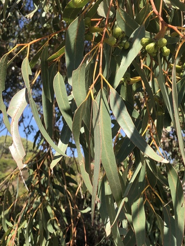 Eucalyptus gomphocephala 2