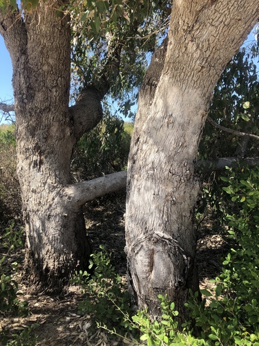 Eucalyptus gomphocephala 3