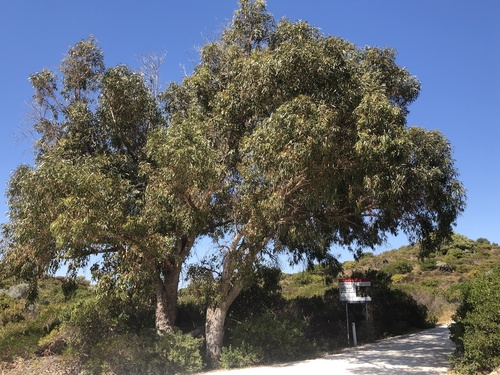 Eucalyptus gomphocephala 4