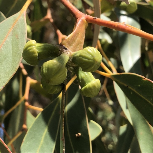 Eucalyptus gomphocephala