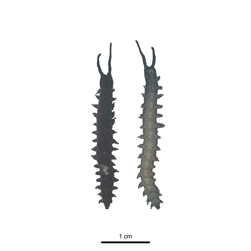 Wambalana