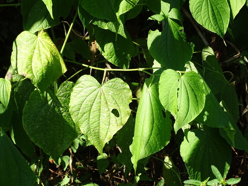 Image of Piper marginatum by (c) Alexis López Hernández, some rights reserved (CC BY)