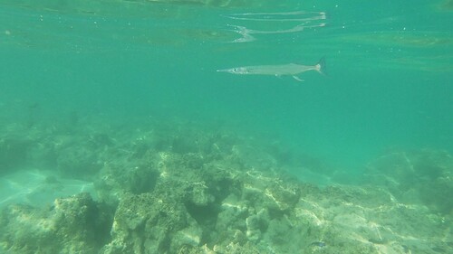 Crocodile needlefish