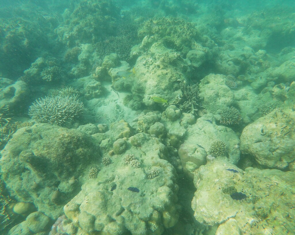 Coral Rabbitfish from Sea Shell Resort, Beach # 2, Govind Nagar ...